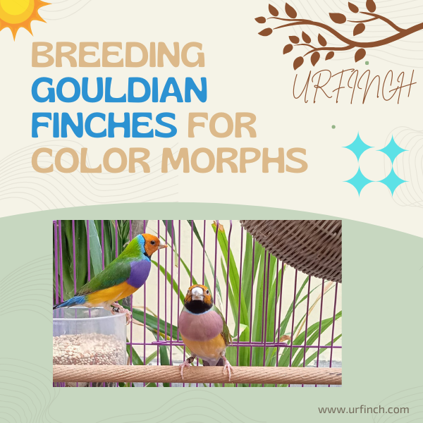 Breeding Gouldian Finches for Color Morphs