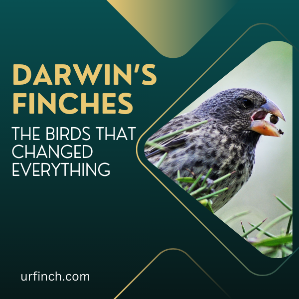 Darwin’s Finches