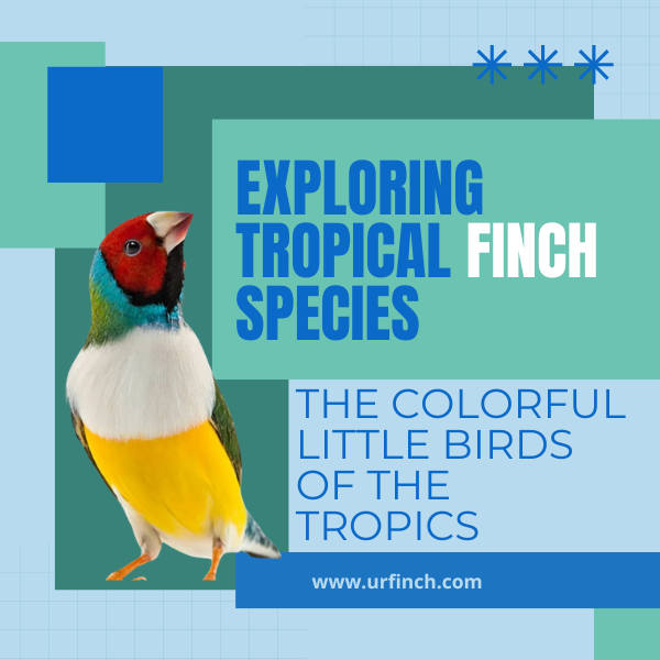 Exploring Tropical Finch Species