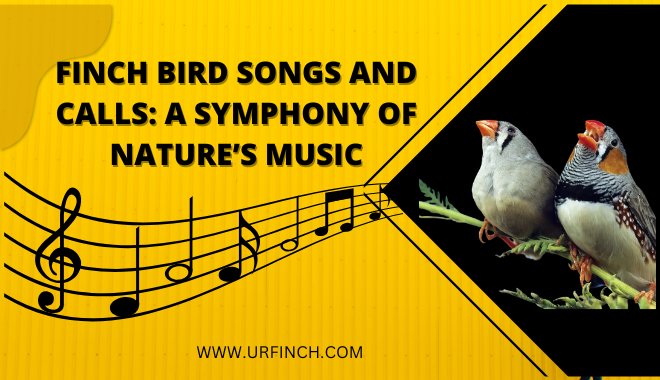 Finch Bird Songs and Calls A Symphony of Nature’s Music