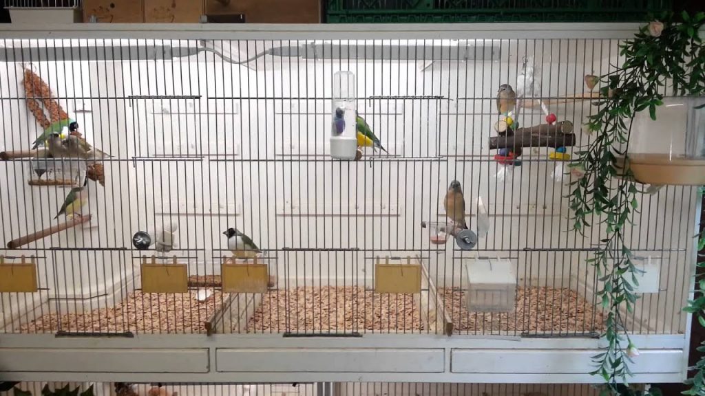 finch cage