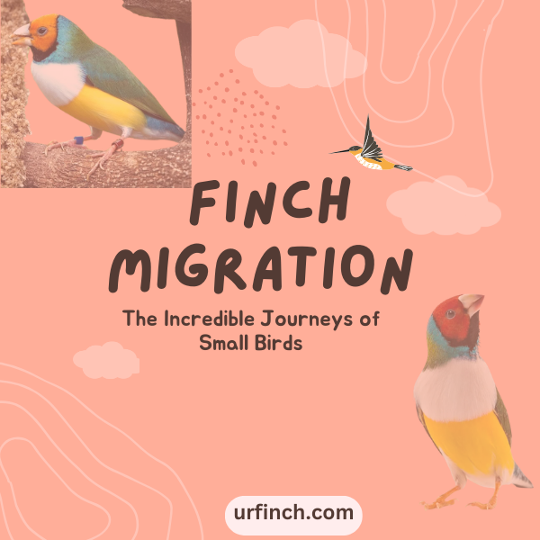 Finch migrations