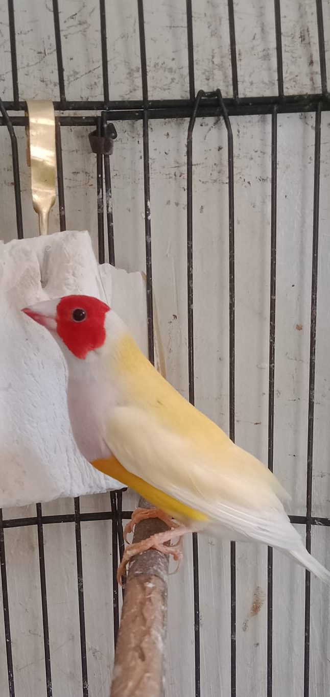 gould amadine yellow