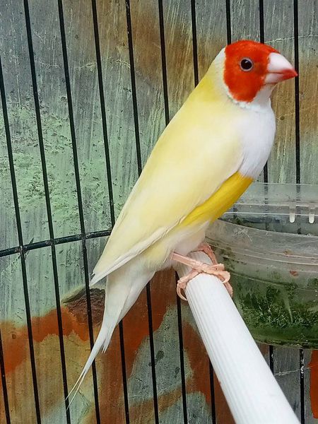 gould amadine yellow