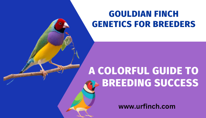 Gouldian Finch Genetics for Breeders