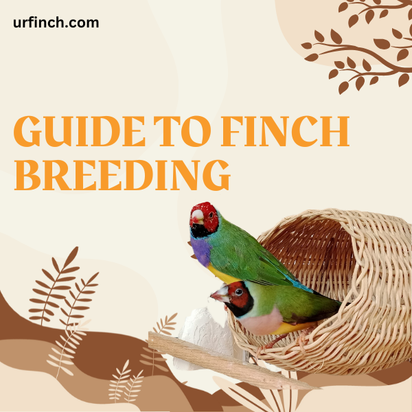 Guide to Finch Breeding