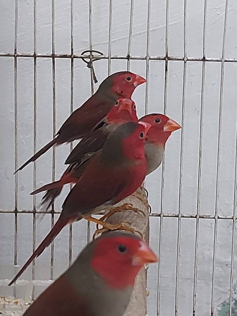 crimson finch 2 crimson finch 2