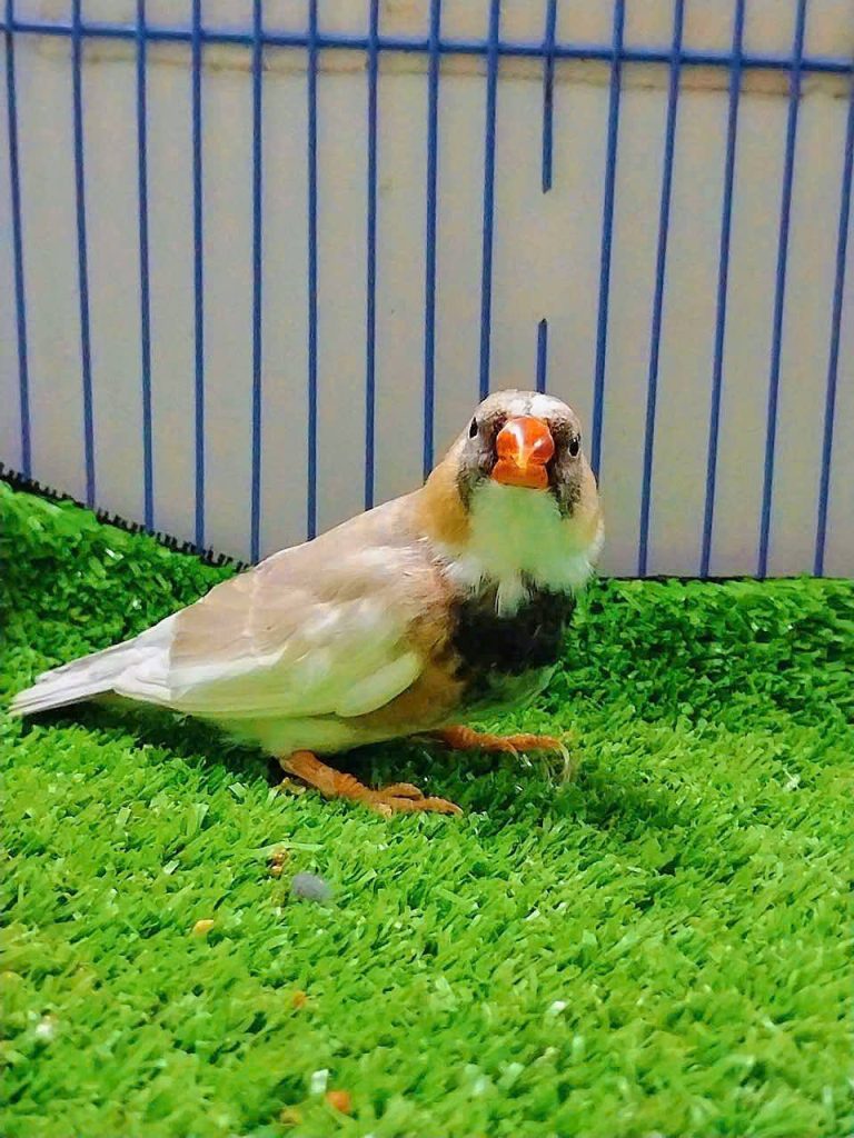 finch 1