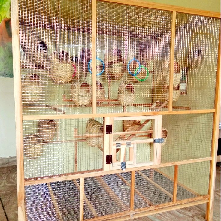 finch cage