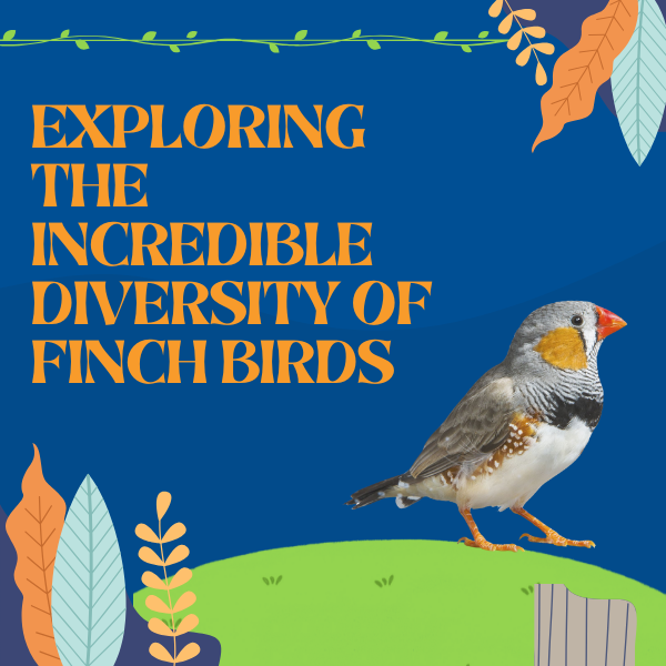 finch diversity