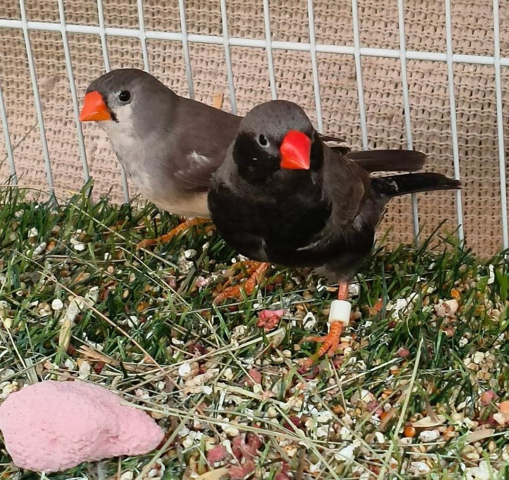 finch pair
