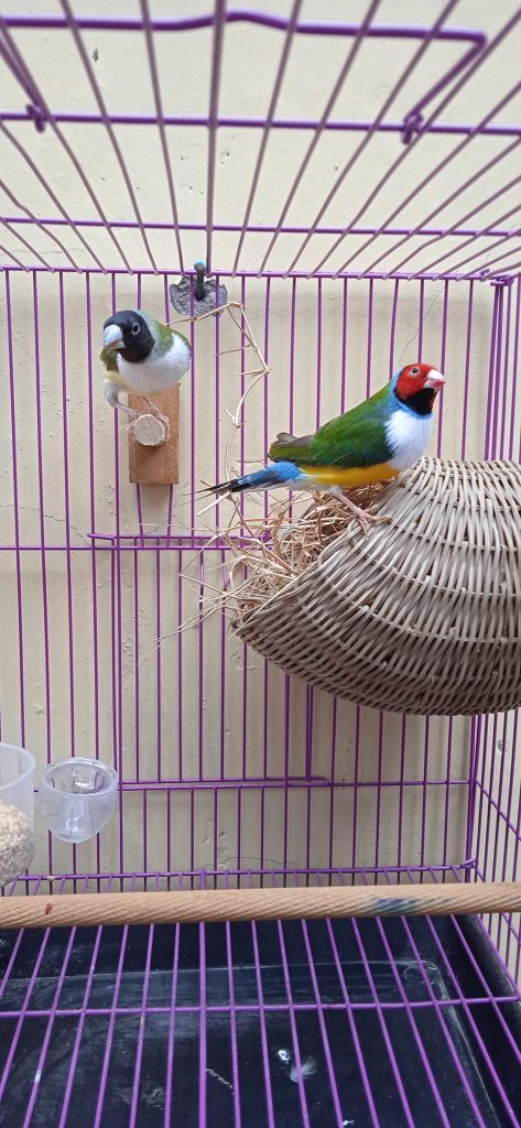 finch pair 6 finch pair 6