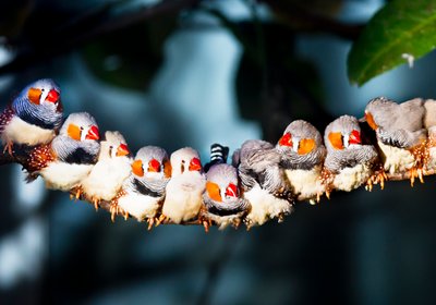 Finch Bird Songs and Calls A Symphony of Nature’s Music