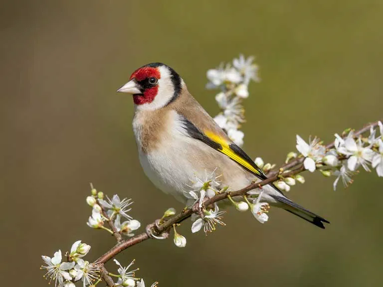 Finch Bird Songs and Calls A Symphony of Nature’s Music