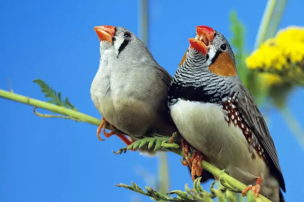 Finch Bird Songs and Calls A Symphony of Nature’s Music