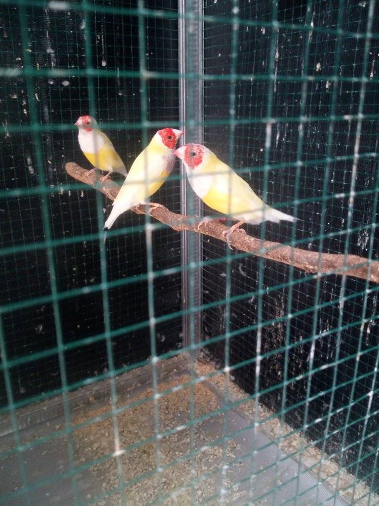 yellow finch4