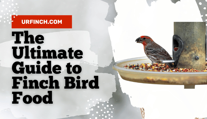 The Ultimate Guide to Finch Bird Food