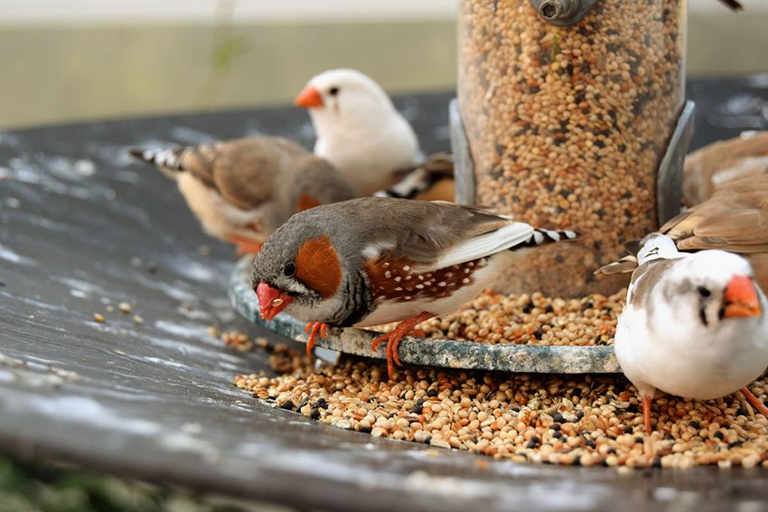 finch food