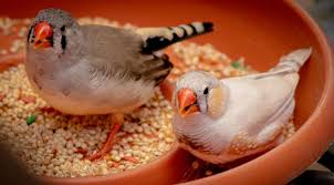 finch food