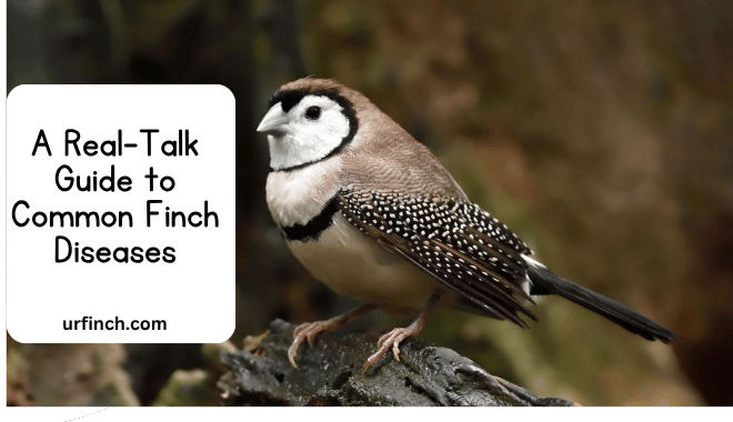 _A Real-Talk Guide to Common Finch Diseases