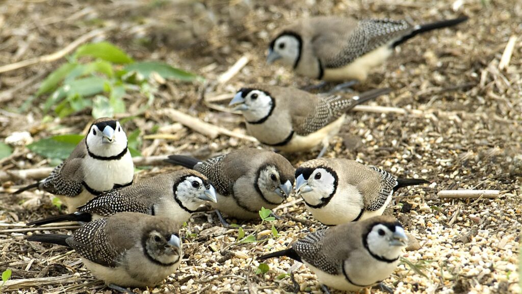owl finch colony